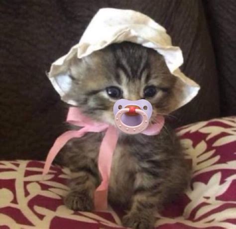 Adorable Kitten With A Pink Pacifier