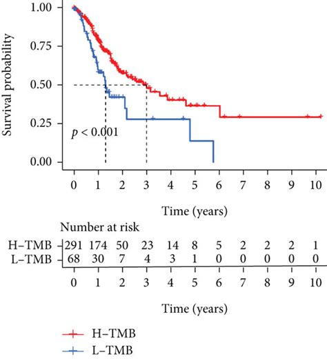 Associations Of Tumor Mutation Burden Tmb With Different M6asig Download Scientific Diagram