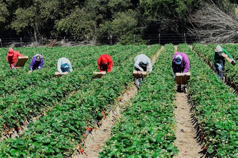 Plan De Abastecimiento Alimentario Rap E Regi N Central