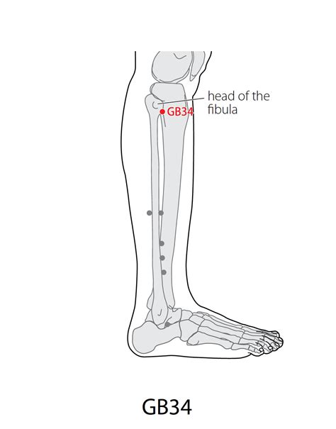 Acupuncture Point Gallbladder 34 Gb 34 Acupuncture Technology News
