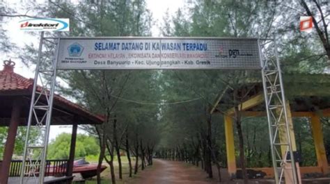 Mangrove Ujungpangkah Wisata Rimba Dengan Panorama Eksotis Dan Menarik