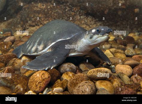 pig nosed turtle carettochelys insculpta native  australia