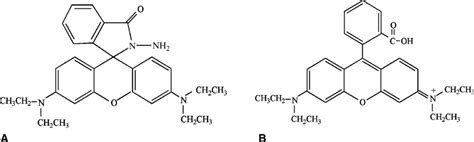 Chemical Structure Of Rbh A And Its Oxidation Product Rhodamine B B