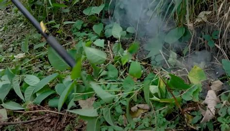 How To Get Rid Of Japanese Knotweed Grass Killer