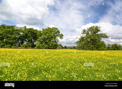 Looking Across A Buttercup Wildflower Meadow Towards Mature Oak Trees