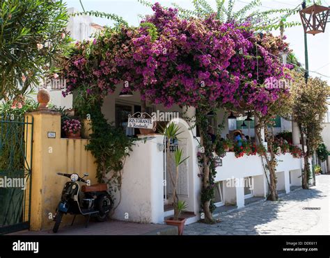 Bougainvillea Flowers Capri Italy Hi Res Stock Photography And Images