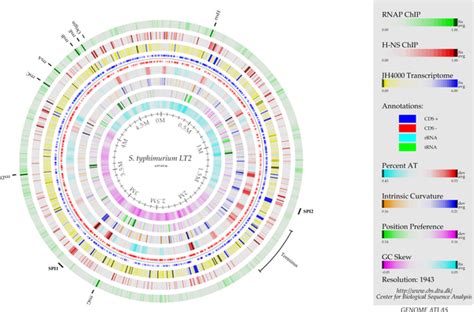 Salmonella Enterica Encyclopedia Article Citizendium