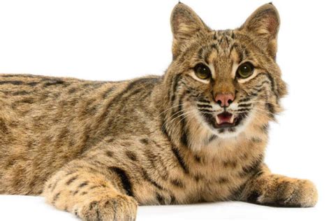 5 Unique Bobcat Colors And How Bobcats Camouflage