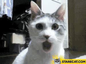 Shocked cat GIF animation | StareCat.com