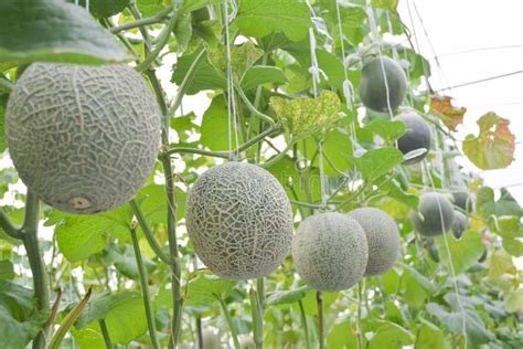 Melon In Farm Organic Stock Photo Image Of Indoors Summer 80601782