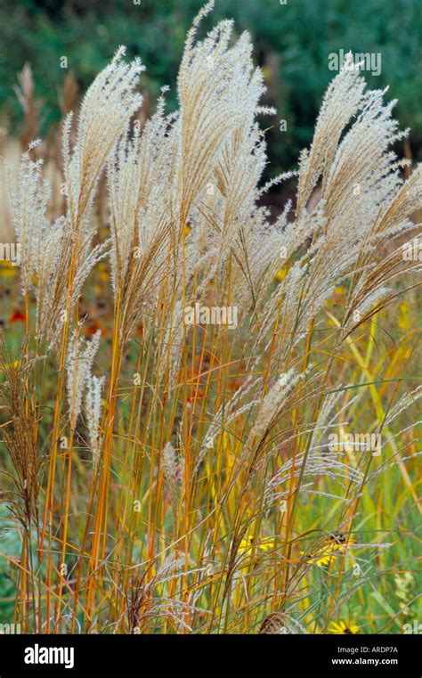 Miscanthus Sinensis Ferner Osten Stock Photo Alamy