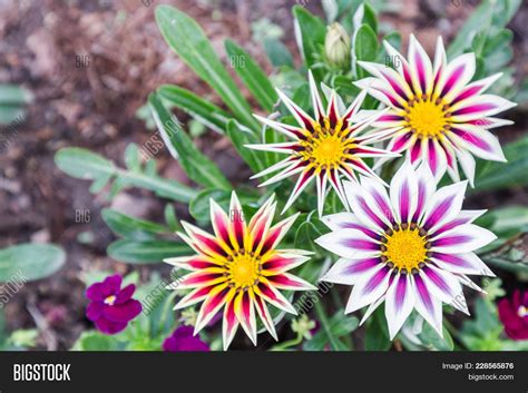 Flower Garden Sunny Image & Photo (Free Trial) | Bigstock