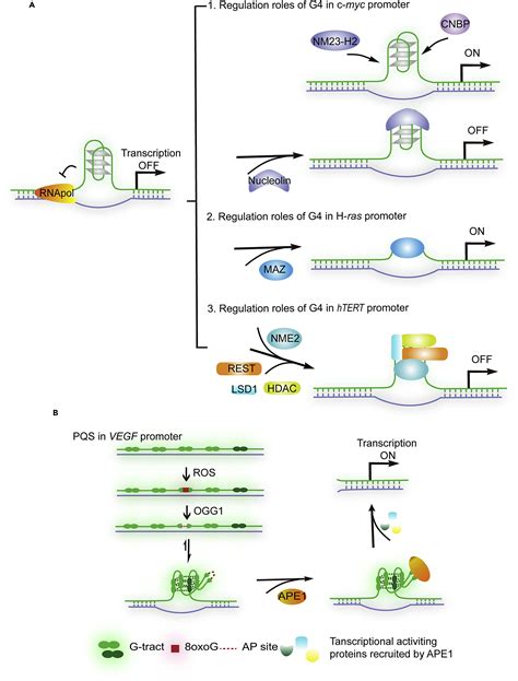 G Quadruplex A Regulator Of Gene Expression And Its Chemical Targeting