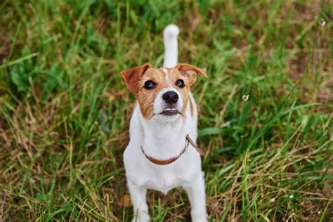 Jack Russell Zdj Cia Darmowe Pobieranie Na Freepik