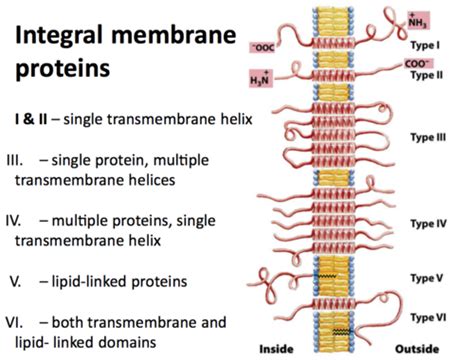 Integral Membrane Proteins