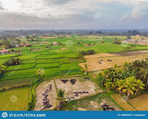 Aerial Top View Photo From Flying Drone Of Green Rice Fields In