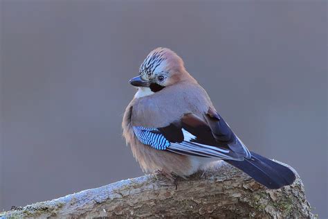 IMG 6939 Arrendajo Euroasiatico Garrulus Glandarius Flickr