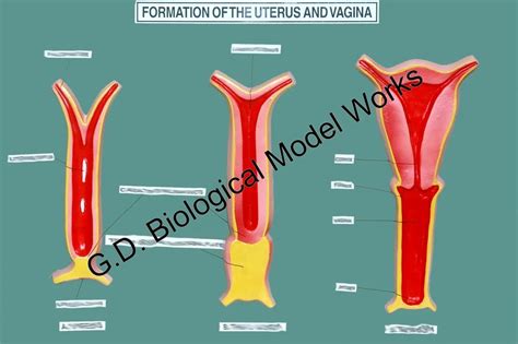 Formation Of The Uterus And Vagina Embryology Model At 2500 Piece Ambala ID 27185508030