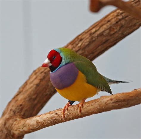 Pictures and information on Gouldian Finch