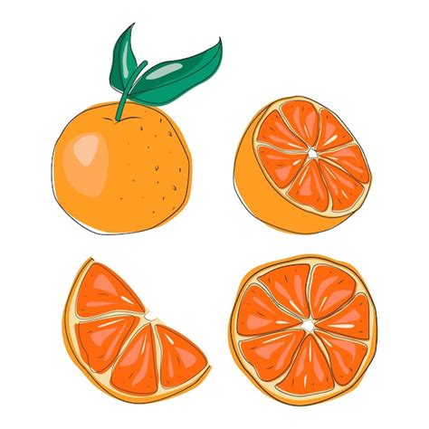 Premium Vector Oranges Fruit Vector