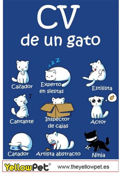 Las M Ltiples Habilidades De Los Gatos Hacen Un Curriculum Muy Completo