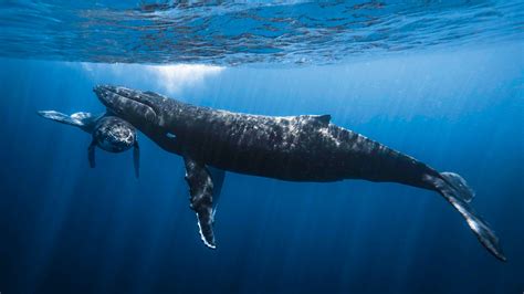 Swimming With Humpback Whales Yachting World