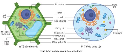 Lý thuyết đặc điểm chung của tế bào nhân thực sinh 10