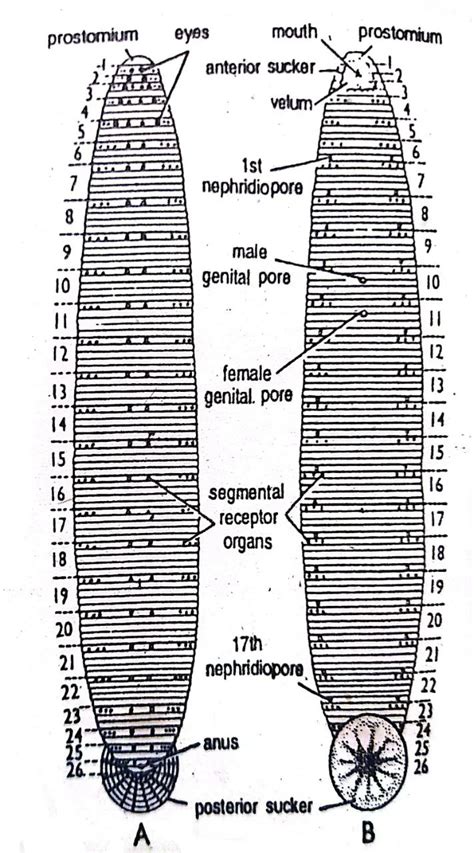 External Morphology Of Hirudinaria Granulosa Leech Diagram