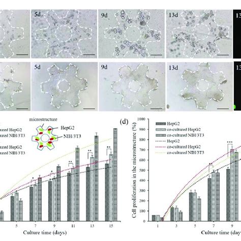 A Albumin Staining Of Hepg2 Cells In 3d Lobule Like Constructs After