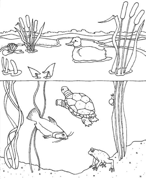 Pond Animals Coloring Pages at GetColorings.com | Free printable colorings pages to print and color