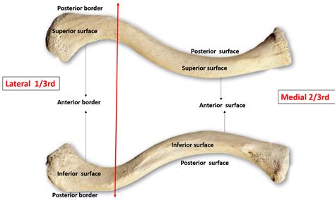 Clavicle – Anatomy QA