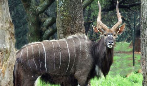 nyala facts distribution population biodb