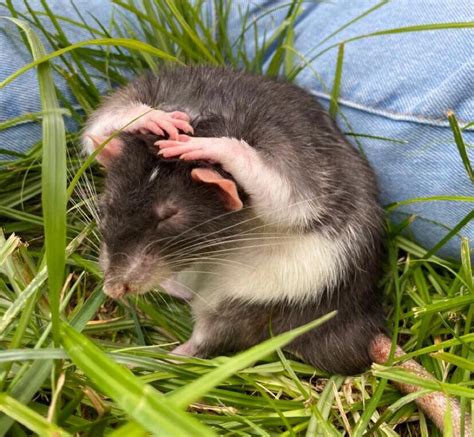 PsBattle: Rat cleaning itself outside : r/photoshopbattles