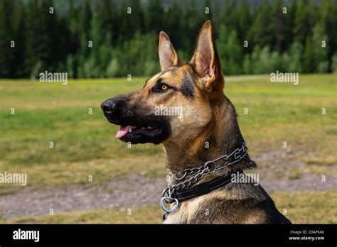 Head Shot Close Up Of A German Shepherd With Pointed Ears With A