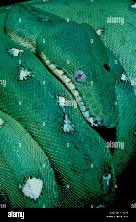 Green Tree Boa Snake Corallus Caninus Peru Stock Photo Alamy