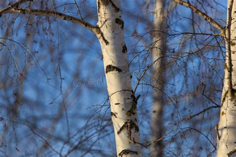Naked Birch In Winter Against The Background Of Blue Sky Stock Photo Image Of Background
