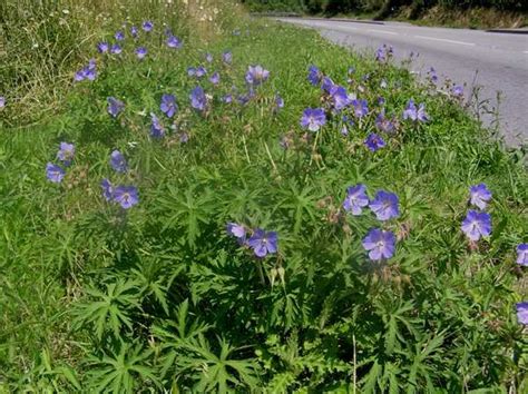 Geranium Pratense Meadow Cranesbill Identification Distribution