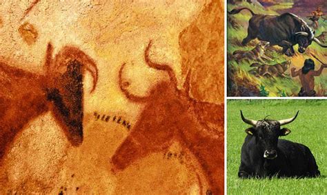 Cattle being bred to resemble the extinct Aurochs seen in ancient cave paintings