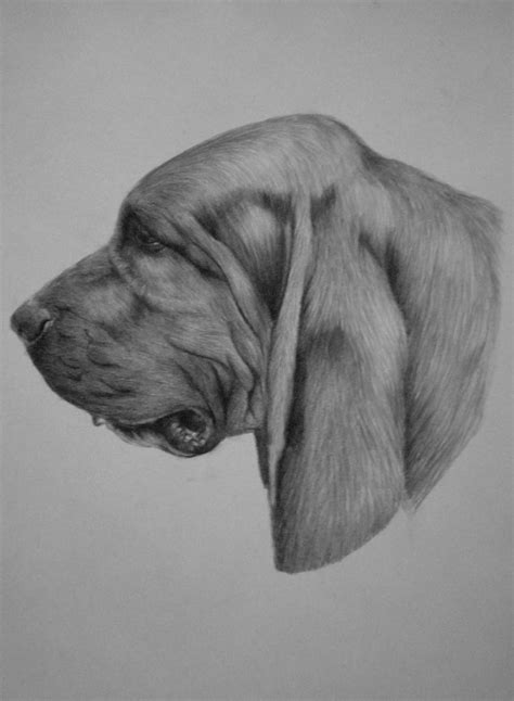 Bloodhound by Magdalena888 on DeviantArt