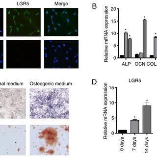 Expression Of LGR5 Increases During The Osteoblastic Differentiation Of