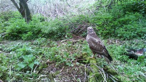 Buzzard Posing In Front Of Trail Camera Uk Imag0283 Youtube