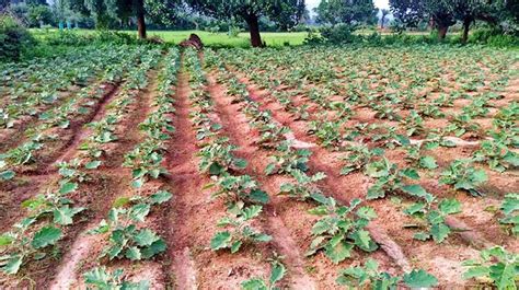 Koraput District: A Sustainable Livelihood Prototype | Sampark.Net ...