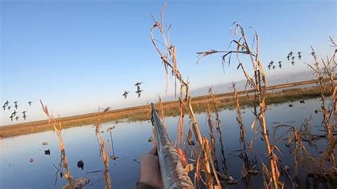 FAST Limit Of DUCKS In FLOODED CORN Remastered YouTube