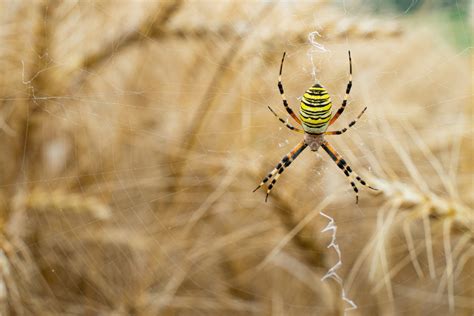 Araña negra y amarilla lo que debe saber sobre ellas