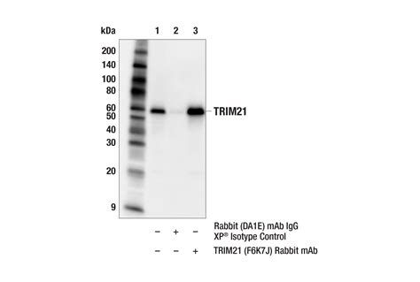 Trim21 F6k7j Rabbit Mab Cell Signaling Technology