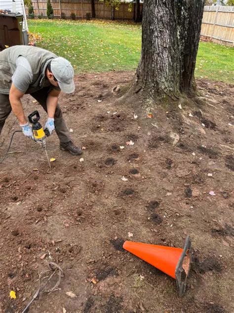 Advanced Tree And Shrub Care Harringtons Organic Land Care