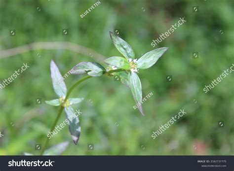 Kaithonni Called Bringaraj Eclipta Prostrata Commonly Stock Photo