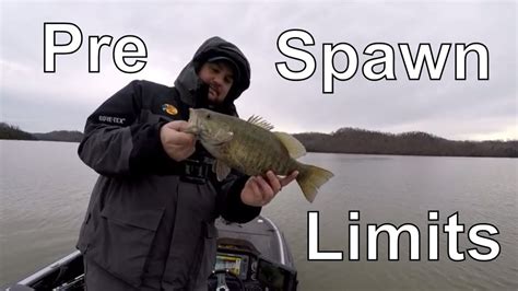 Pre Spawn Muddy Water Bass Tournament Limits Youtube