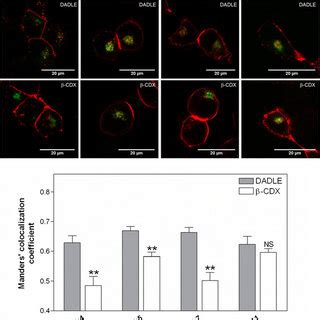 Colocalization of internalized pool of δ OR with Rab proteins HEK293T