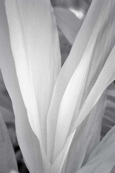 Veil Photograph By Adam Romanowicz Fine Art America